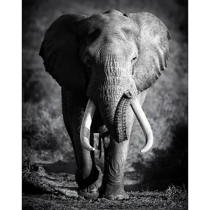 Póster Elefante - Elephant, An x Al: 100 x 140 cm - Vista superior