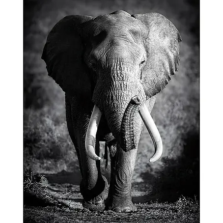Póster Elefante