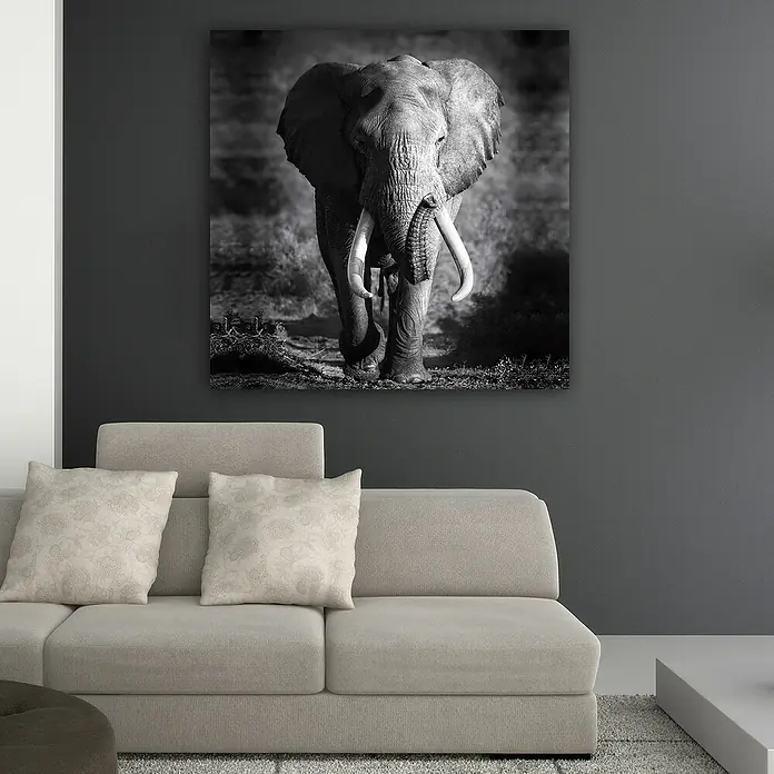 Póster Elefante - Elephant, An x Al: 100 x 140 cm - Foto ambiente