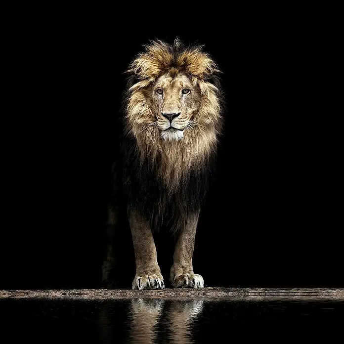 Póster León - Lion, An x Al: 100 x 100 cm - Vista superior