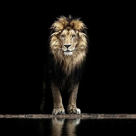 Póster León