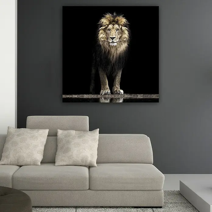 Póster León - Lion, An x Al: 100 x 100 cm - Foto ambiente