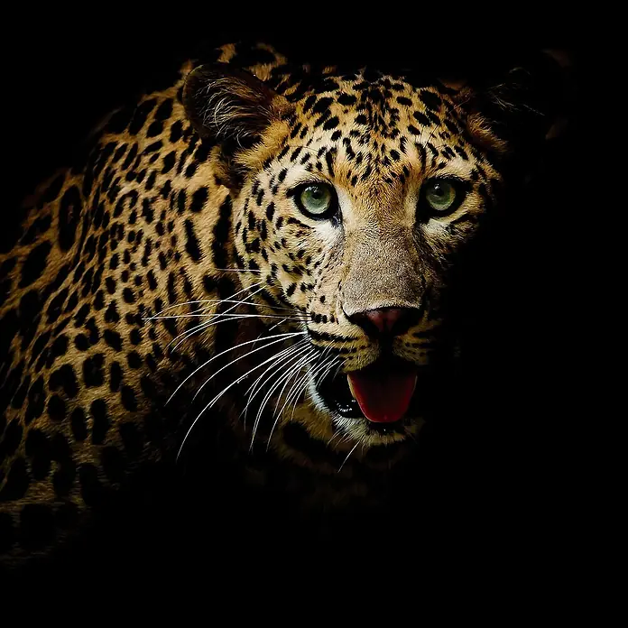 Póster Leopardo - Leopard, An x Al: 80 x 80 cm - Vista superior