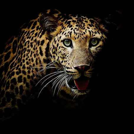 Póster Leopardo