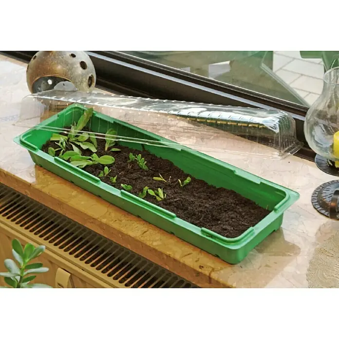 Floraworld Sobni staklenik - D x Š x V: 57 x 17 x 12,5 cm, Zelene boje - Živopisni prikaz