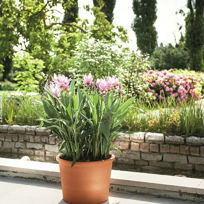 Maceta para planta Deroma - Dimensiones externas (Ø x Al): 43 x 32,2 cm, Materiales naturales, Rojo klinker - Foto ambiente