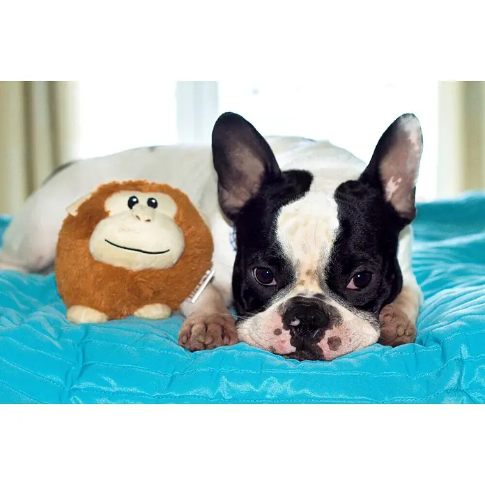 Karlie Juguete para perros Bonky - 13 x 14 x 13 cm, Felpa - Foto ambiente