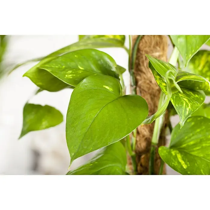 Piardino Poto con palo - Epipremnum aureum, Tamaño de maceta: 24 cm - Foto ambiente