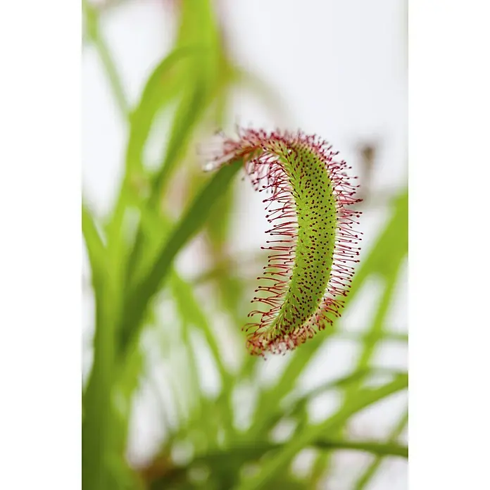 Piardino Sonnentau - Drosera binata, Topfgröße: 9 cm - Stimmungsaufnahme