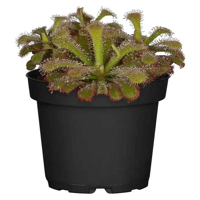 Piardino Sonnentau - Drosera binata, Topfgröße: 9 cm - Vorderansicht