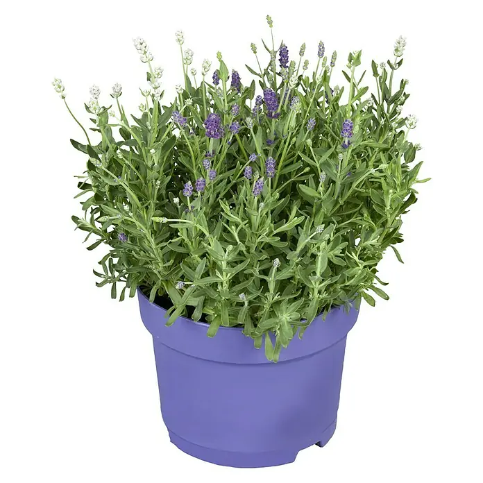 Piardino Lavendel - Lavendula angustifolium, Topfvolumen: 3 l, Blau/Lila - Vorderansicht