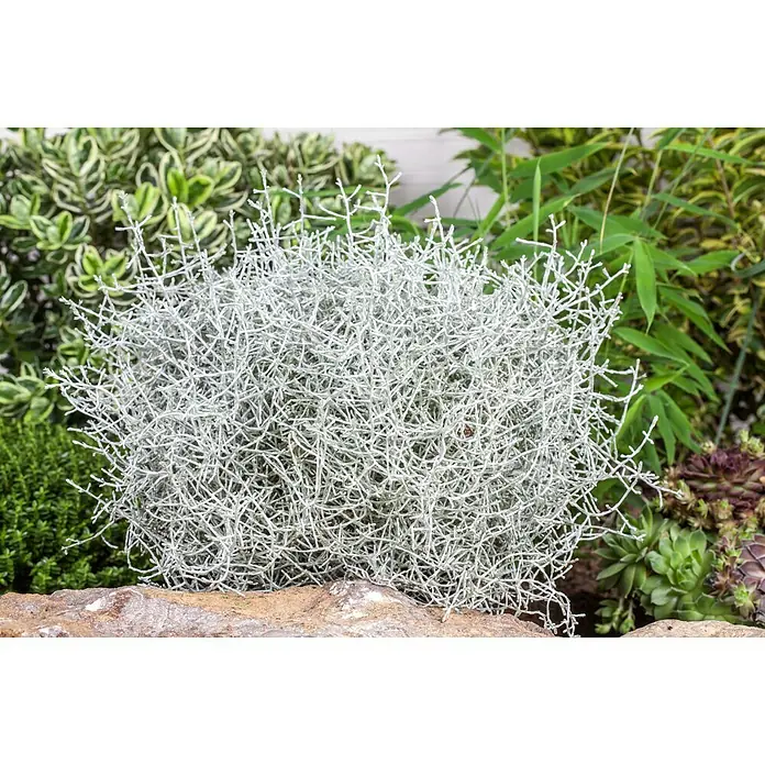 Piardino Silberkörbchen - Calocephalus brownii, Topfgröße: 11 cm, Silberblau - Stimmungsaufnahme