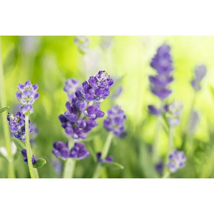 Piardino Lavendel - Lavendula angustifolium, Blau/Lila - Stimmungsaufnahme