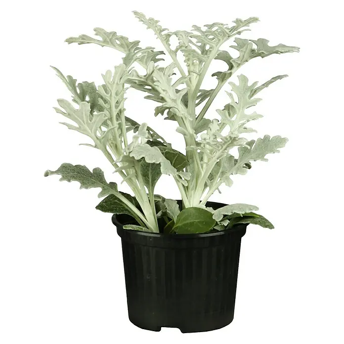 Cineraria de flor - Cineraria, Tamaño de maceta: 17 cm - Vista frontal