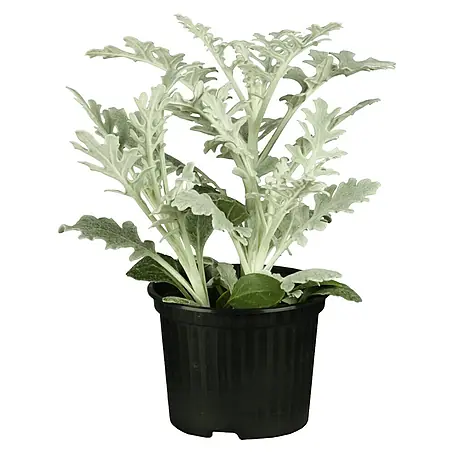 Cineraria de flor