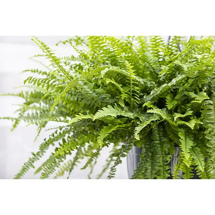 Piardino Helecho rizado - Nephrolepis exatata, Tamaño de maceta: 19 cm, Verde - Foto ambiente