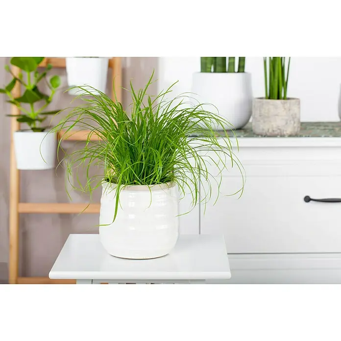 Piardino Katzengras Heimtierfutter - Cyperus zumula, Topfgröße: 12 cm - Stimmungsaufnahme