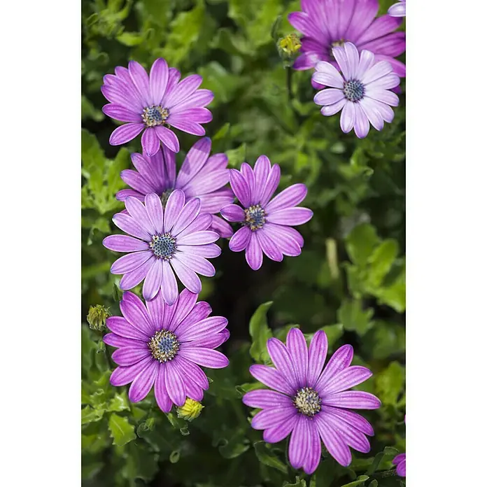 Kapkörbchen Astra - Ostespermum Astra, Topfgröße: 12 cm, Sortenabhängig - Stimmungsaufnahme
