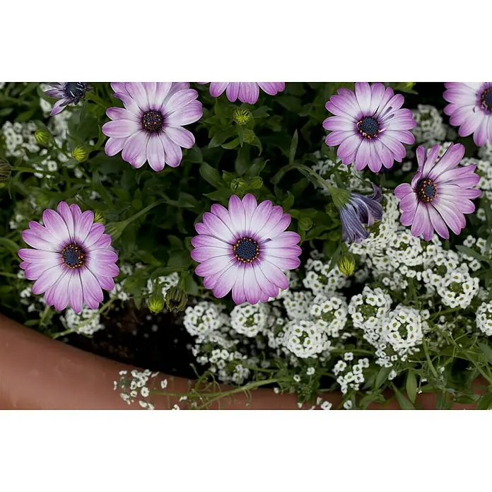Piardino Kapkörbchen - Osteospermum ecklonis, Topfgröße: 10 cm, Sortenabhängig - Stimmungsaufnahme