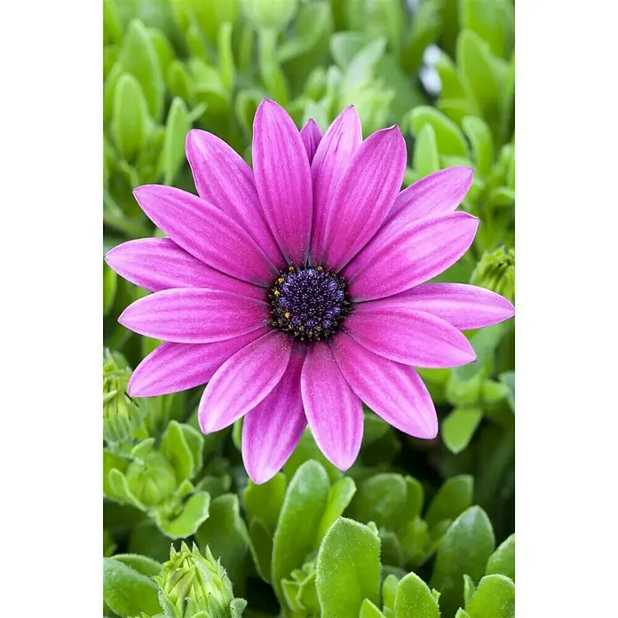Piardino Kapkörbchen - Osteospermum ecklonis, Topfgröße: 10 cm, Sortenabhängig - Stimmungsaufnahme