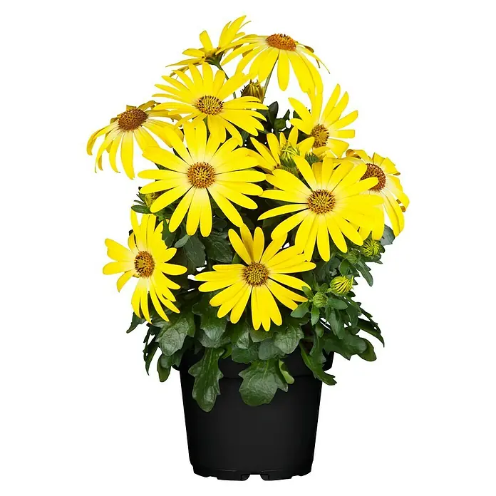 Kapkörbchen Astra - Ostespermum Astra, Topfgröße: 12 cm, Sortenabhängig - Vorderansicht