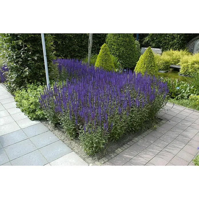 Piardino Pflanzen-Mix Trockenliebende Stauden - Verschiedene Sorten, Topfgröße: 13 cm - Stimmungsaufnahme