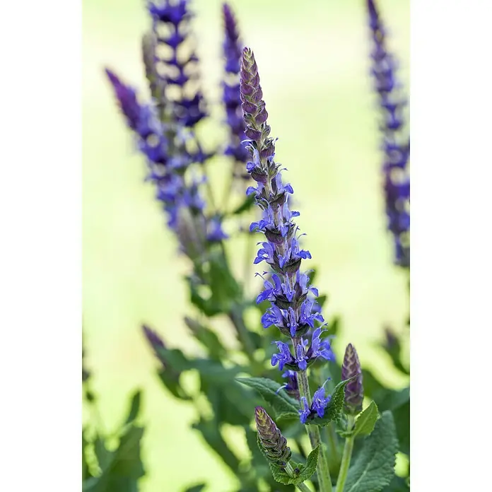 Piardino Flor de salvia de jardín - Salvia nemorosa, Tamaño de maceta: 13 cm, Azul - Foto ambiente