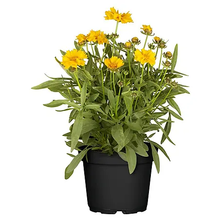 Piardino  Coreopsis grande