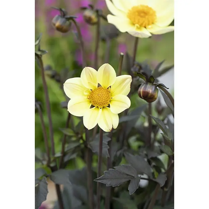 Piardino Dahlie 'Happy Days' - Dahlia "Happy Days" - Stimmungsaufnahme