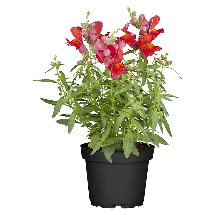 Piardino Antirrhinum majus - Antirrhinum majus, En función de la variedad - Vista frontal