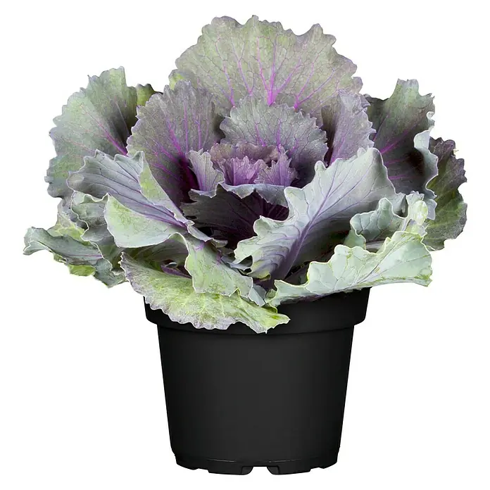Piardino Zierkohl - Brassica, Topfgröße: 12 cm, Bunt - Vorderansicht