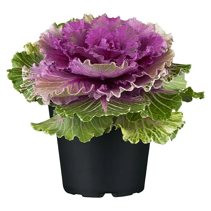 Piardino Zierkohl - Brassica, Topfgröße: 12 cm, Bunt - Vorderansicht