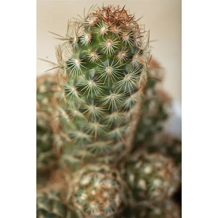 Piardino Cactus - Cactus, Tamaño de maceta: 12 cm - Foto ambiente