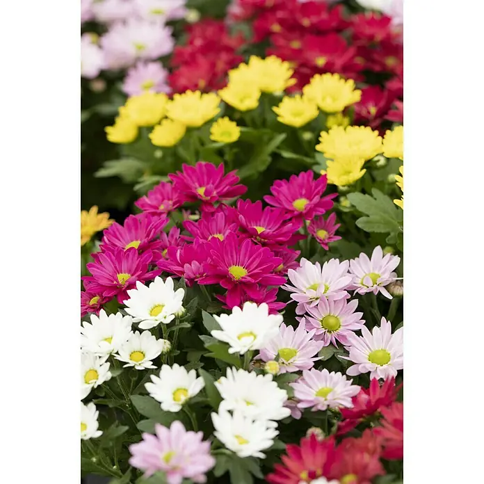 Piardino Herbst-Chrysantheme - Chrysanthemum indicum, Topfgröße: 12 cm, Sortenabhängig - Stimmungsaufnahme