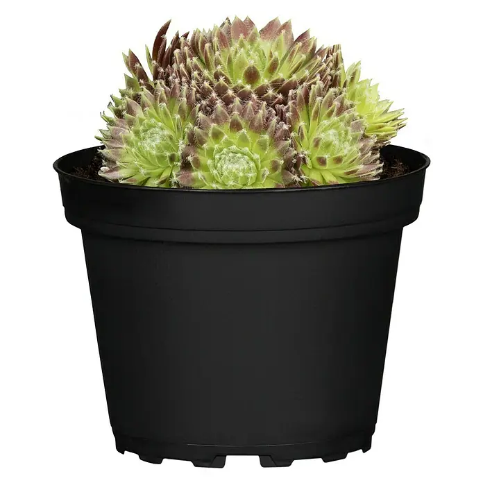 Piardino Hauswurz - Sempervivum, Topfgröße: 9 cm, Grün - Vorderansicht