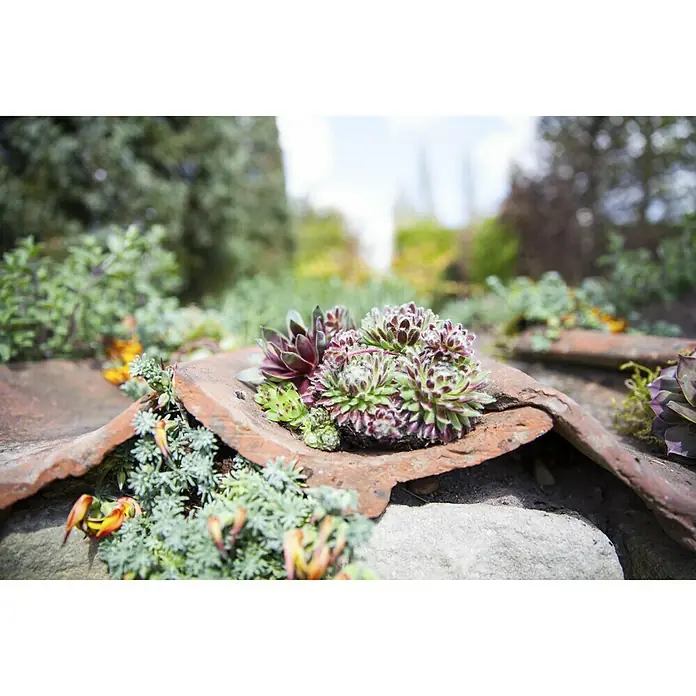 Piardino Hauswurz - Sempervivum, Topfgröße: 9 cm, Grün - Stimmungsaufnahme
