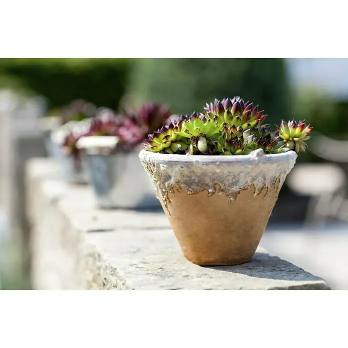 Piardino Hauswurz - Sempervivum, Topfgröße: 9 cm, Grün - Stimmungsaufnahme