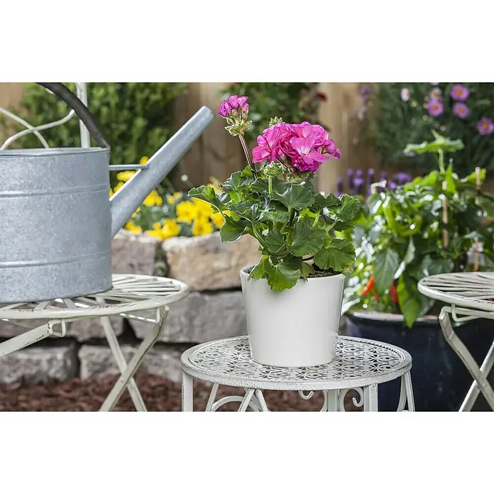 Pelargonie - Pelargonium, Topfgröße: 11 cm, Sortenabhängig, Inhalt 4 Stück - Stimmungsaufnahme