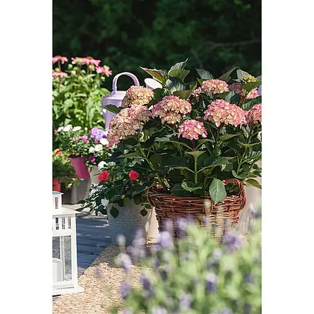Piardino  Hortensie