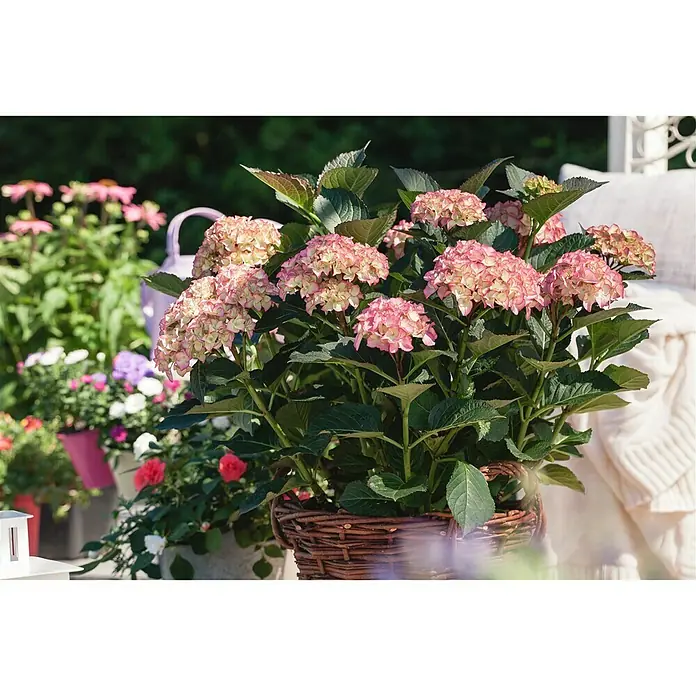 Piardino Hortensie - Hydrangea macrophylla, Topfgröße: 19 cm, Artenabhängig - Stimmungsaufnahme