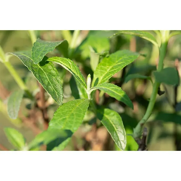 Piardino Sommerflieder - Buddleja davidii, Artenabhängig - Stimmungsaufnahme