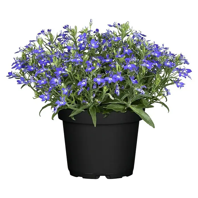 Piardino Lobelie - Lobelia ricardii, Blau - Vorderansicht