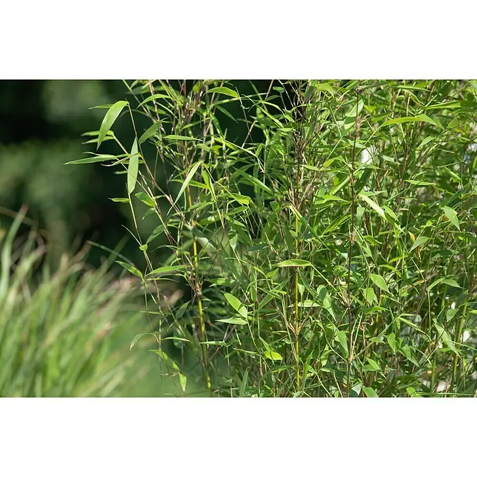 Piardino Muriel-Bambus - Fargesia murielae, 5 l - Stimmungsaufnahme