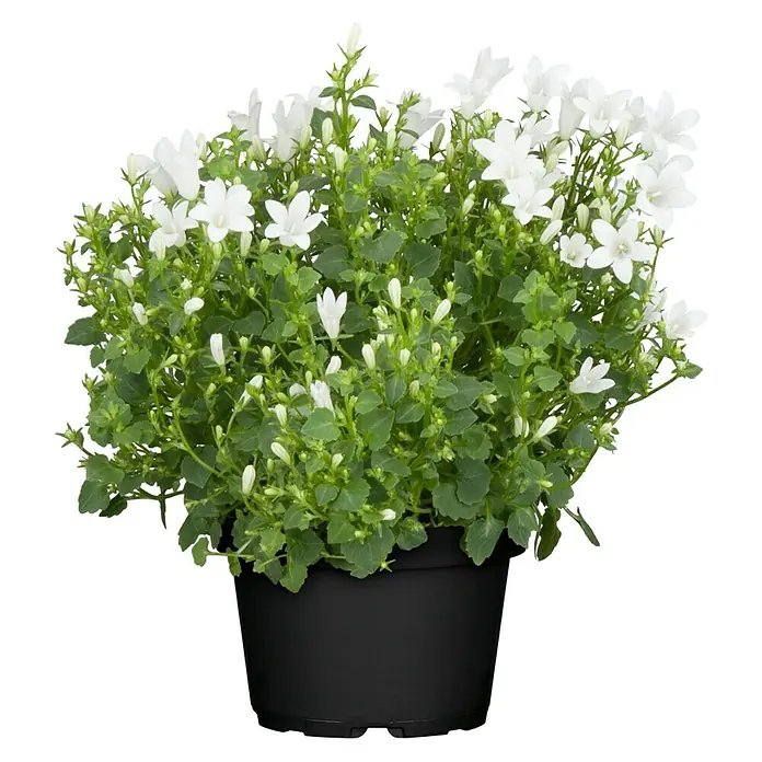 Piardino Glockenblume Get Mee - Campanula portenschlagiana, 11 cm, Weiß - Vorderansicht