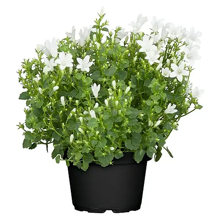 Piardino  Glockenblume Get Mee