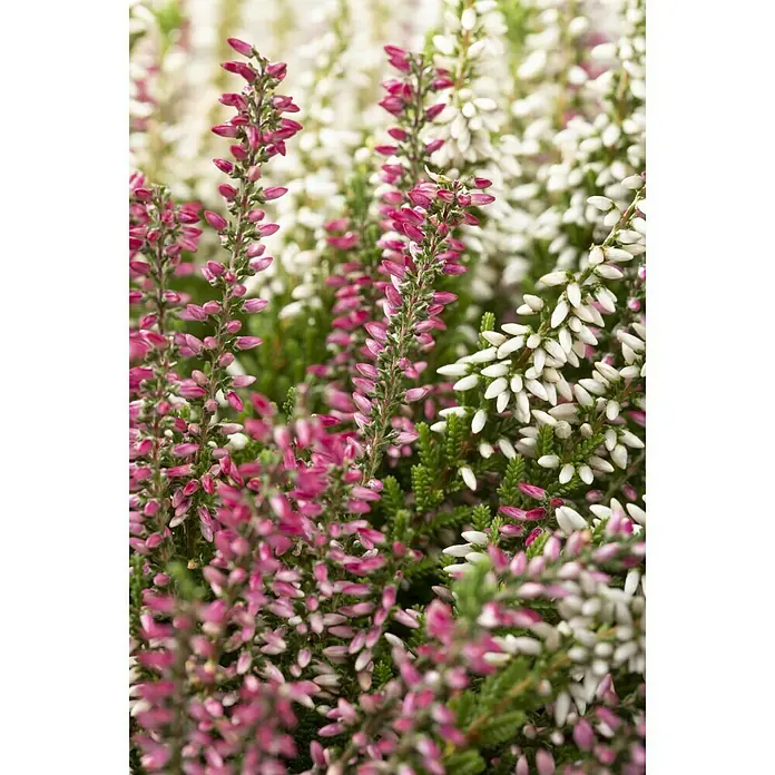 Piardino Besenheide - Calluna vulgaris Beauty Sisters, Mehrfarbig - Stimmungsaufnahme