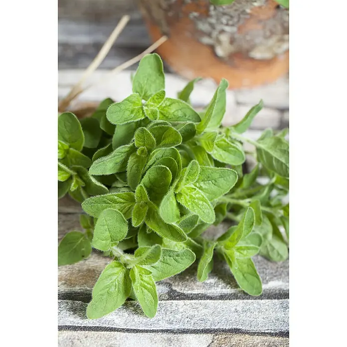 Piardino Oregano - Origanum vulgare - Stimmungsaufnahme