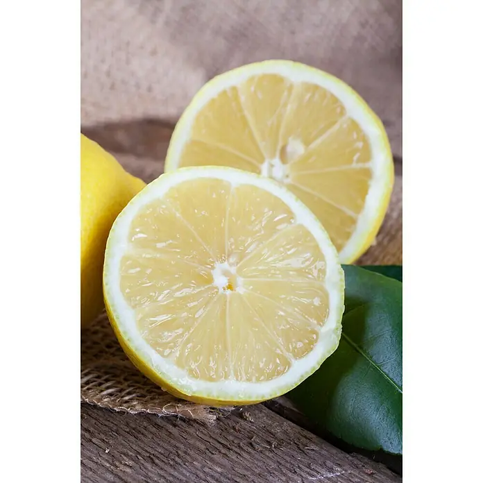 Piardino Limonero - Citrus limon, Tamaño de maceta: 18 cm - Foto ambiente
