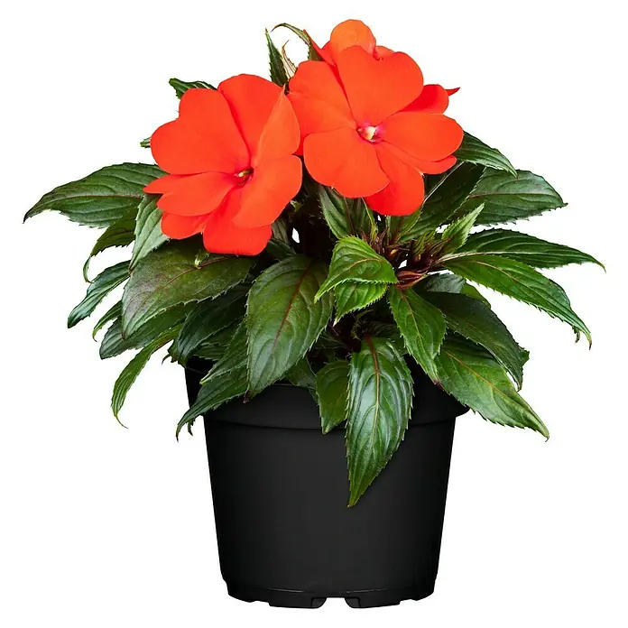 Piardino Edellieschen - Impatiens neuguinea, Topfgröße: 13 cm, Sortenabhängig - Vorderansicht