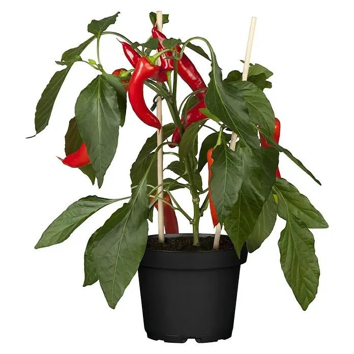 Piardino Peperoni - Capsicum peperomia, 14 cm - Vorderansicht